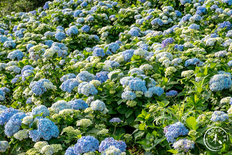 台北繡球花》高家繡球花田 萬里第三園區│2020最新花況分享