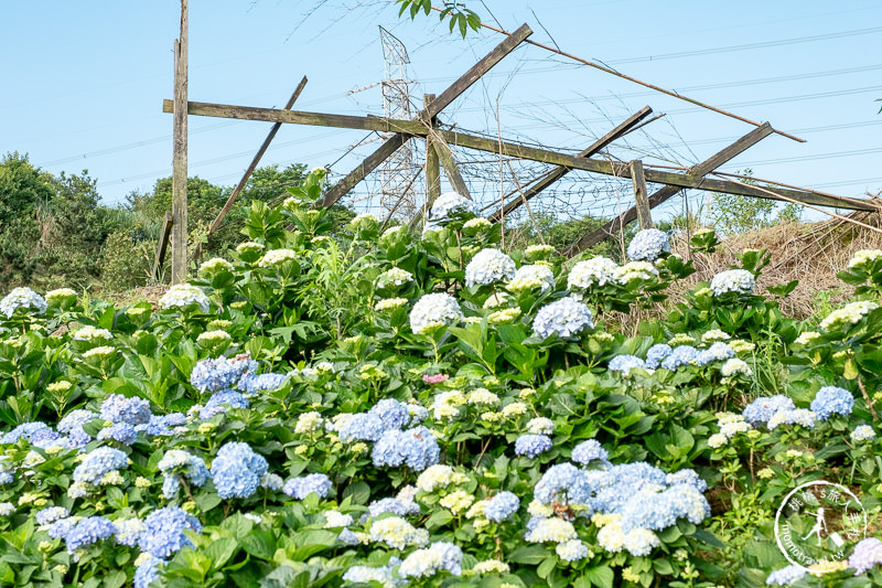 台北繡球花》高家繡球花田 萬里第三園區│2020最新花況分享