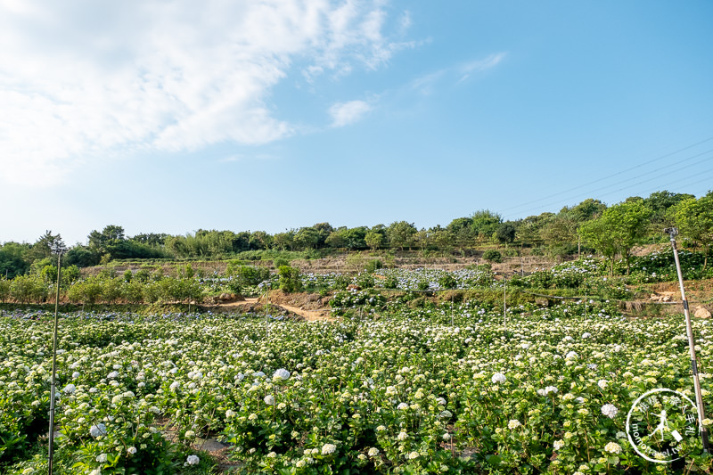 台北繡球花》高家繡球花田 萬里第三園區│2020最新花況分享