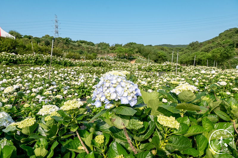 台北繡球花》高家繡球花田 萬里第三園區│2020最新花況分享