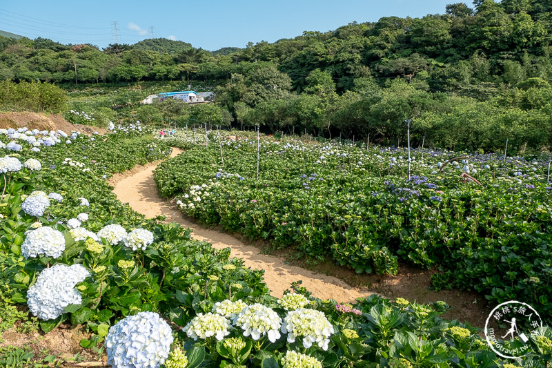 台北繡球花》高家繡球花田 萬里第三園區│2020最新花況分享