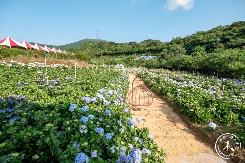 台北繡球花》高家繡球花田 萬里第三園區│2020最新花況分享