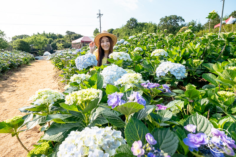 台北繡球花》高家繡球花田 萬里第三園區│2020最新花況分享