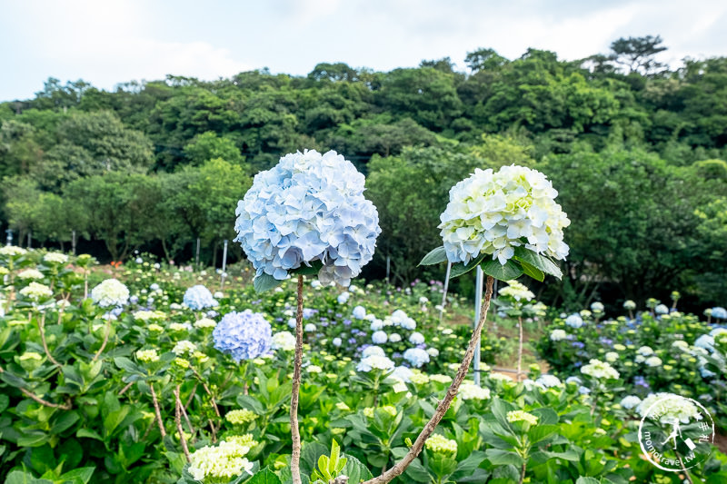 台北繡球花》高家繡球花田 萬里第三園區│2020最新花況分享