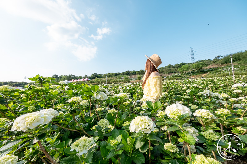 台北繡球花》高家繡球花田 萬里第三園區│2020最新花況分享