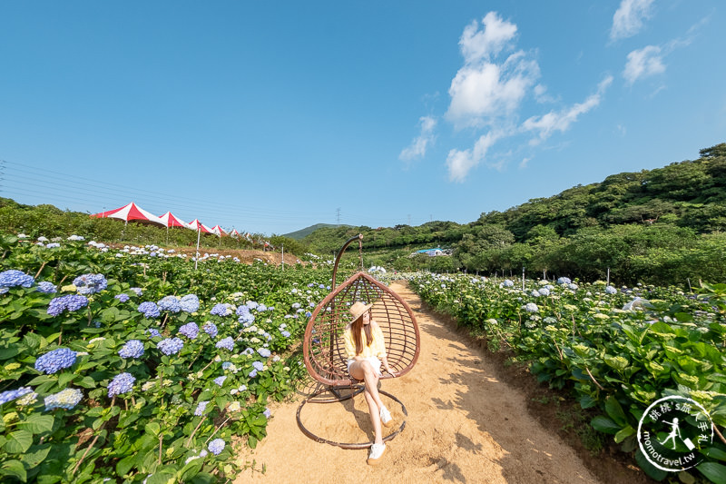 台北繡球花》高家繡球花田 萬里第三園區│2020最新花況分享