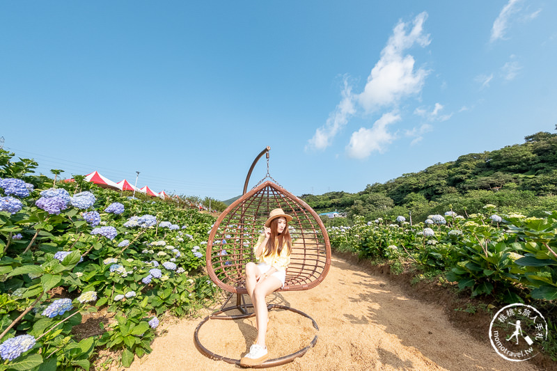 台北繡球花》高家繡球花田 萬里第三園區│2020最新花況分享