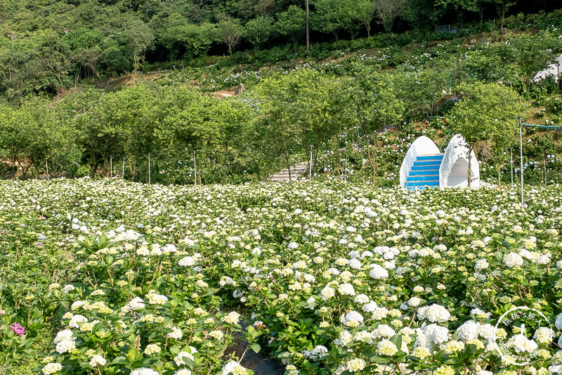 台北繡球花》高家繡球花田 萬里第三園區│2020最新花況分享