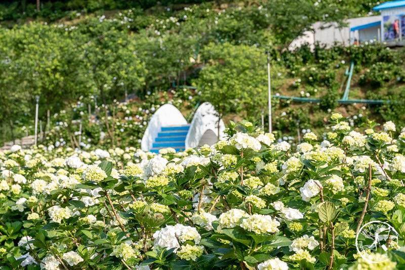 台北繡球花》高家繡球花田 萬里第三園區│2020最新花況分享