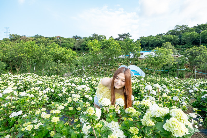 台北繡球花》高家繡球花田 萬里第三園區│2020最新花況分享