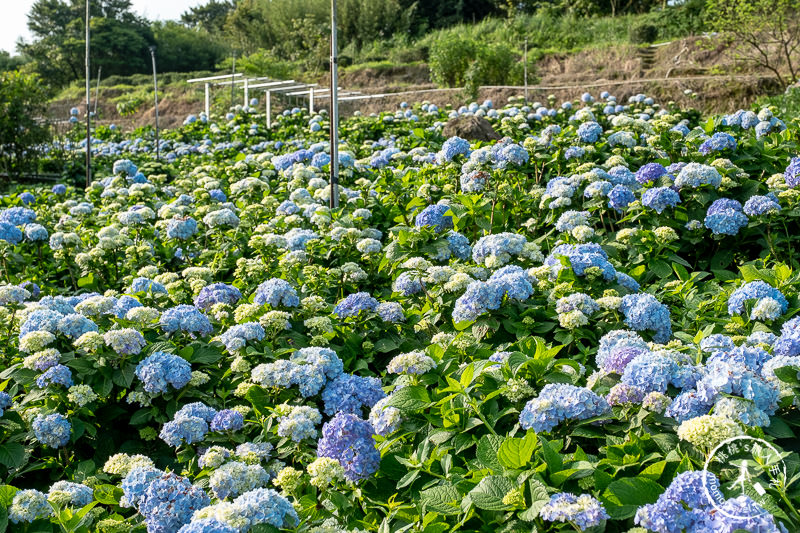 台北繡球花》高家繡球花田 萬里第三園區│2020最新花況分享