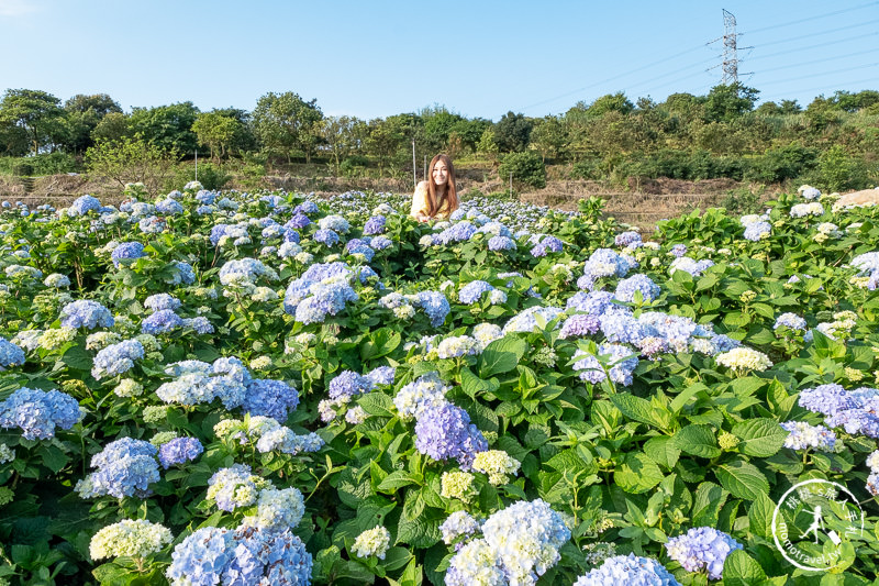 台北繡球花》高家繡球花田 萬里第三園區│2020最新花況分享