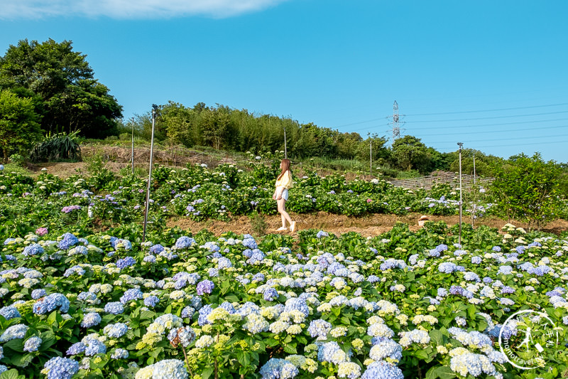 台北繡球花》高家繡球花田 萬里第三園區│2020最新花況分享