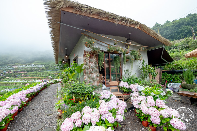 台北繡球花》陽明山 曹家花田香│2020最新花況分享