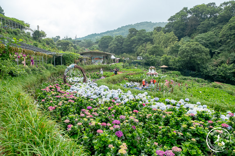 台北繡球花》陽明山 曹家花田香│2020最新花況分享