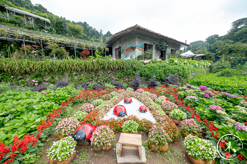 台北繡球花》陽明山 曹家花田香│2020最新花況分享