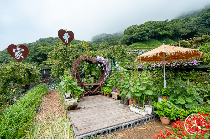 台北繡球花》陽明山 曹家花田香│2020最新花況分享