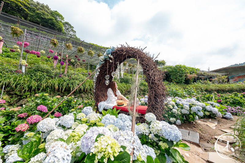 台北繡球花》陽明山 曹家花田香│2020最新花況分享