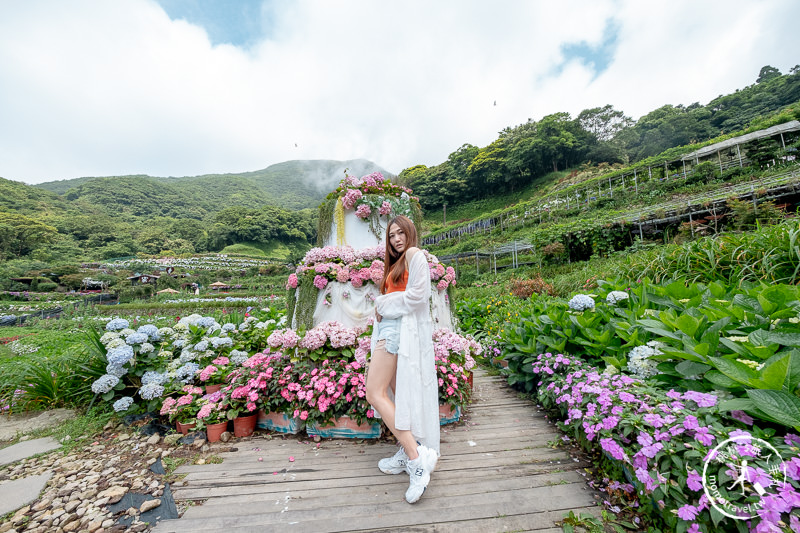 台北繡球花》陽明山 曹家花田香│2020最新花況分享