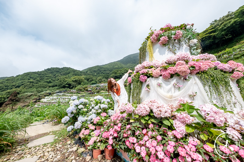 台北繡球花》陽明山 曹家花田香│2020最新花況分享