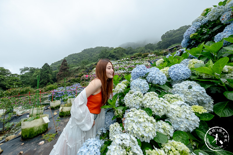 台北繡球花》陽明山 曹家花田香│2020最新花況分享