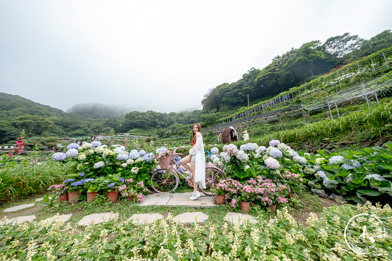 台北繡球花》陽明山 曹家花田香│2020最新花況分享