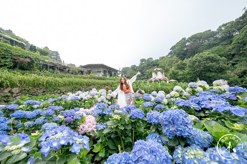 台北繡球花》陽明山 曹家花田香│2020最新花況分享