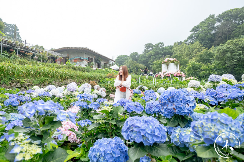 台北繡球花》陽明山 曹家花田香│2020最新花況分享