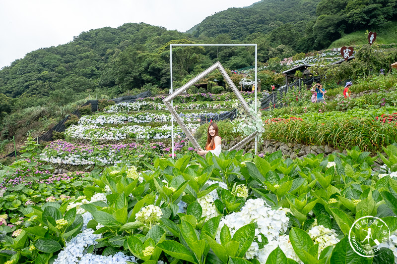 台北繡球花》陽明山 曹家花田香│2020最新花況分享