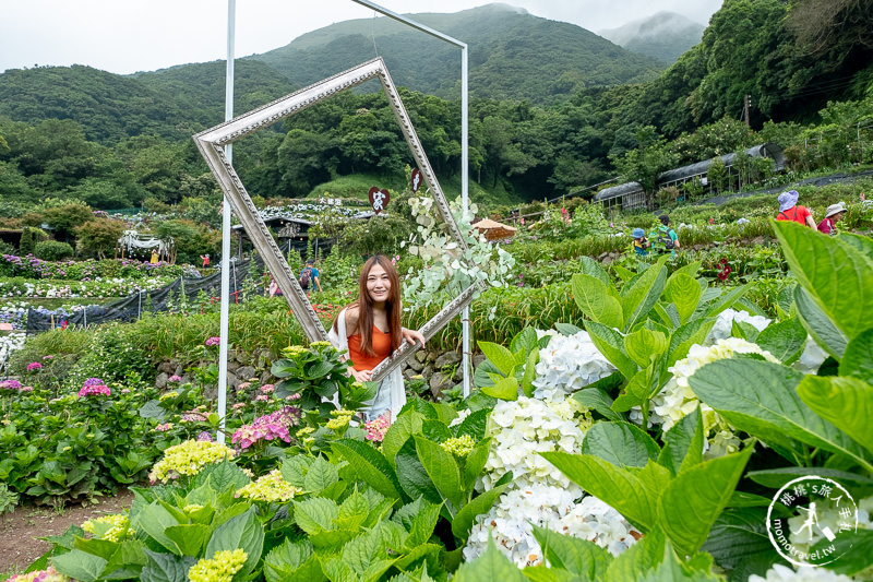 台北繡球花》陽明山 曹家花田香│2020最新花況分享