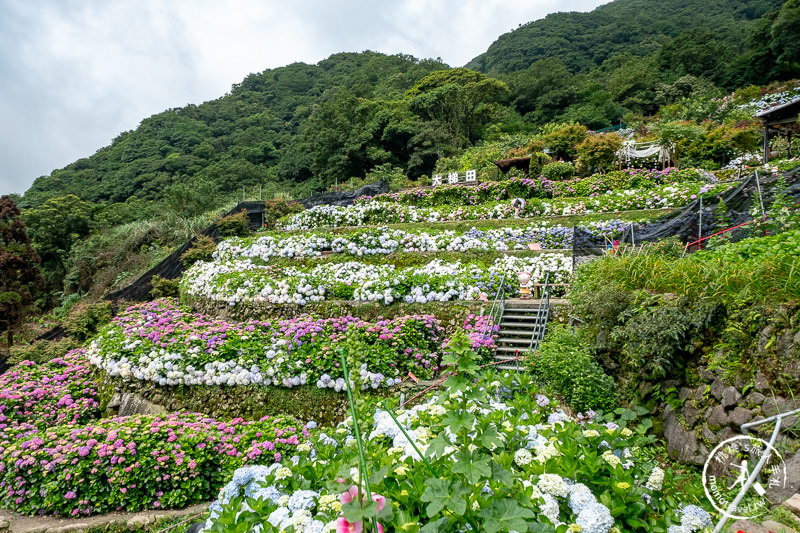 台北繡球花》陽明山竹子湖 大梯田花卉生態農園│2020最新花況分享