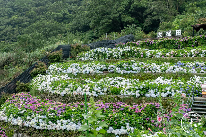 台北繡球花》陽明山 曹家花田香│2020最新花況分享