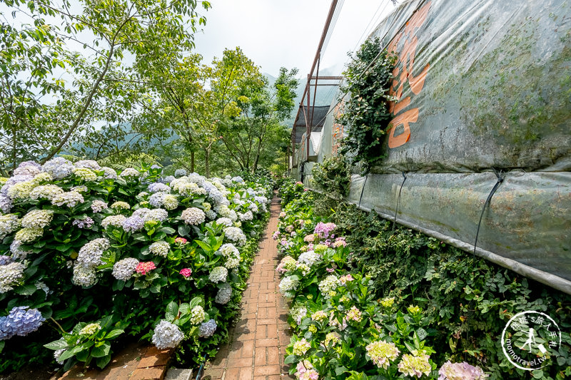 台北繡球花》陽明山竹子湖 花與樹繡球花園│2020最新花況分享