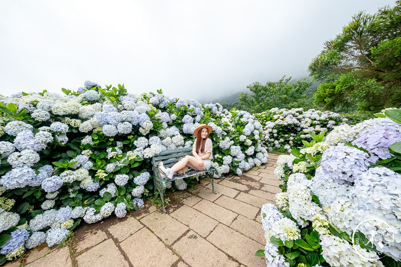 台北繡球花》陽明山竹子湖 花與樹繡球花園│2020最新花況分享