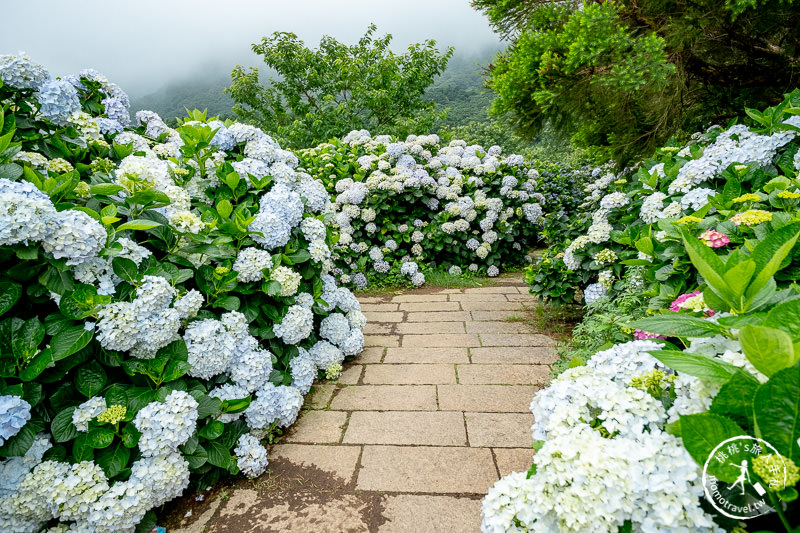 台北繡球花》陽明山竹子湖 花與樹繡球花園│2020最新花況分享