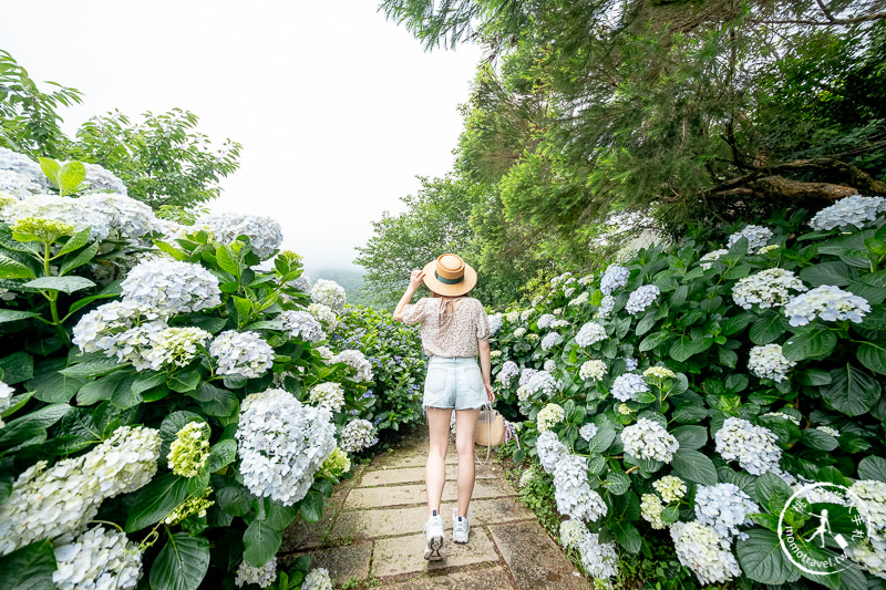 台北繡球花》陽明山竹子湖 花與樹繡球花園│2020最新花況分享