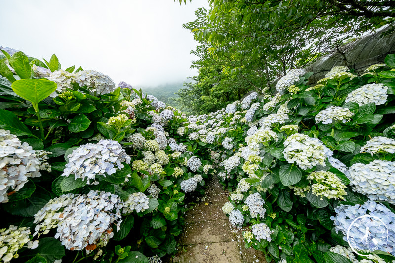 台北繡球花》陽明山竹子湖 花與樹繡球花園│2020最新花況分享