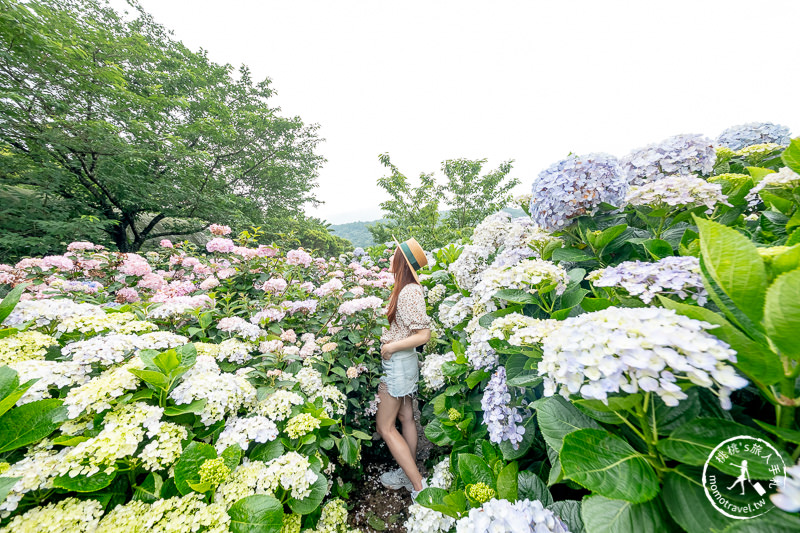 台北繡球花》陽明山竹子湖 花與樹繡球花園│2020最新花況分享