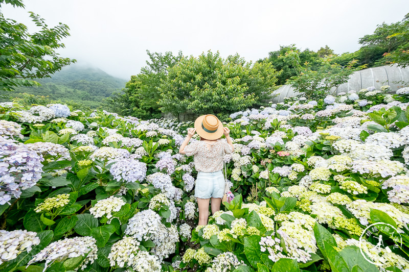 台北繡球花》陽明山竹子湖 花與樹繡球花園│2020最新花況分享