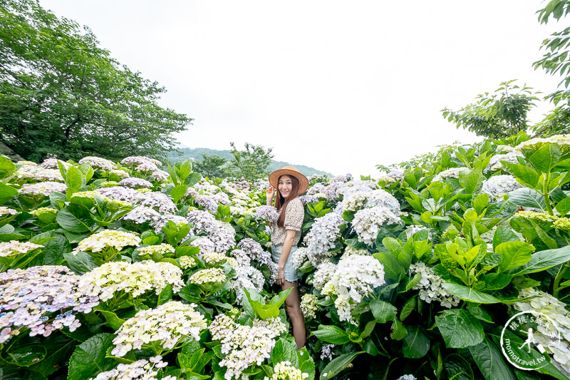 台北繡球花》陽明山竹子湖 花與樹繡球花園│2020最新花況分享