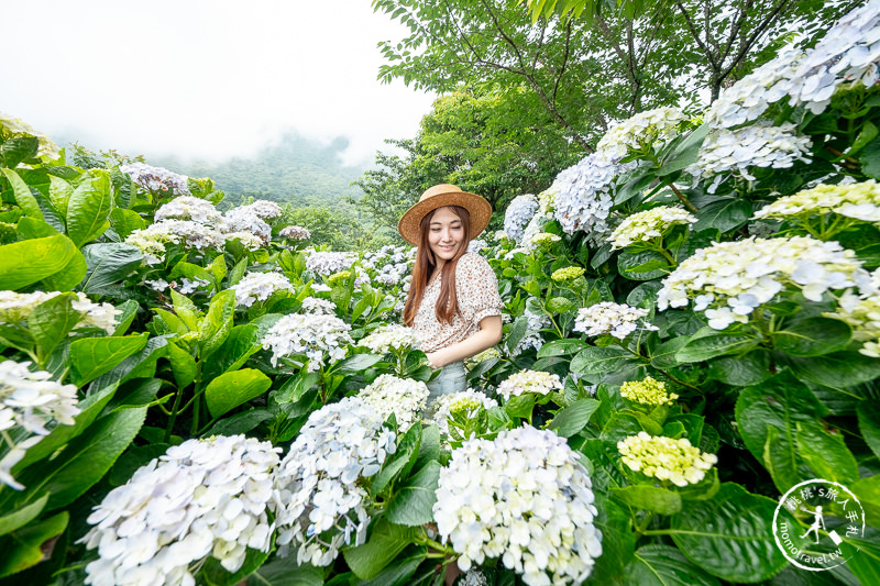 台北繡球花》陽明山竹子湖 花與樹繡球花園│2020最新花況分享