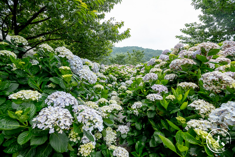 台北繡球花》陽明山竹子湖 花與樹繡球花園│2020最新花況分享