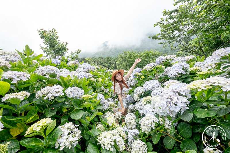 台北繡球花》陽明山竹子湖 花與樹繡球花園│2020最新花況分享