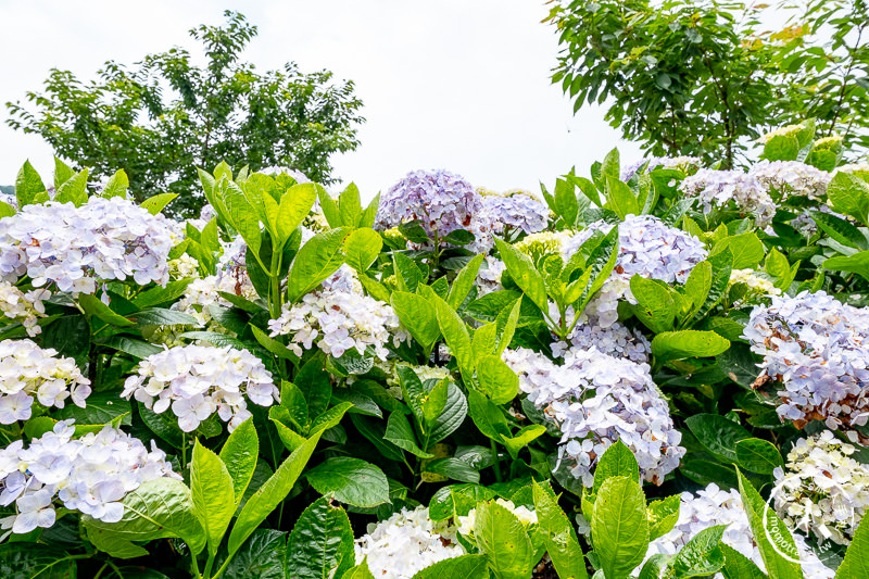 台北繡球花》陽明山竹子湖 花與樹繡球花園│2020最新花況分享