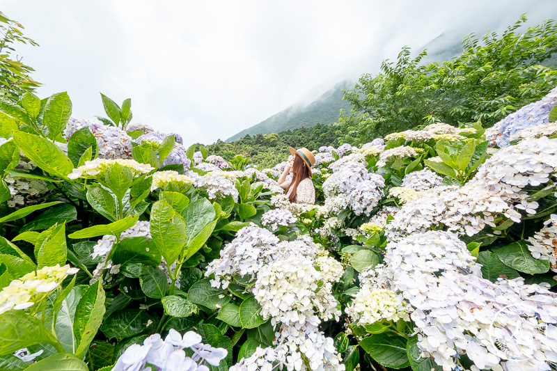 台北繡球花》陽明山竹子湖 花與樹繡球花園│2020最新花況分享