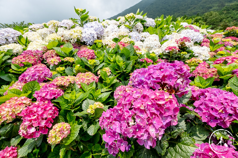 台北繡球花》陽明山竹子湖 花與樹繡球花園│2020最新花況分享