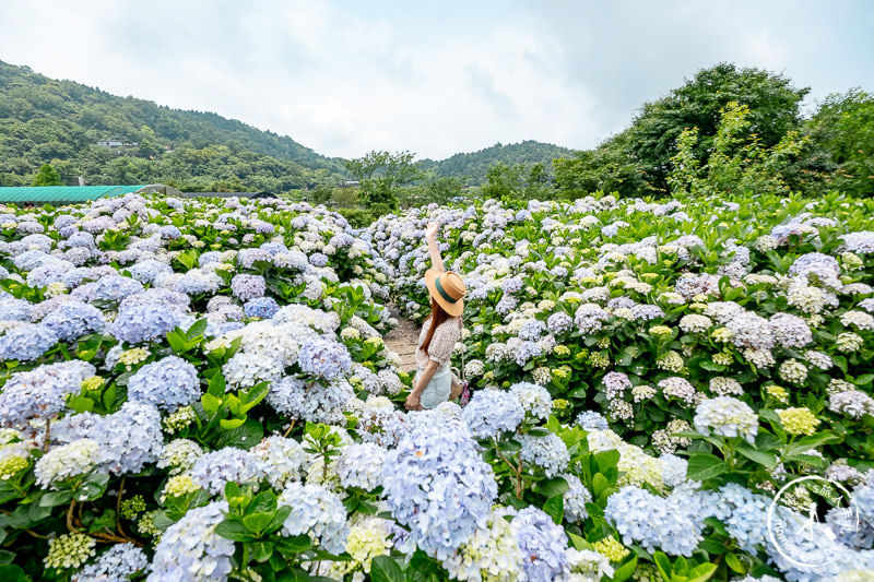 台北繡球花》陽明山竹子湖 花與樹繡球花園│2020最新花況分享