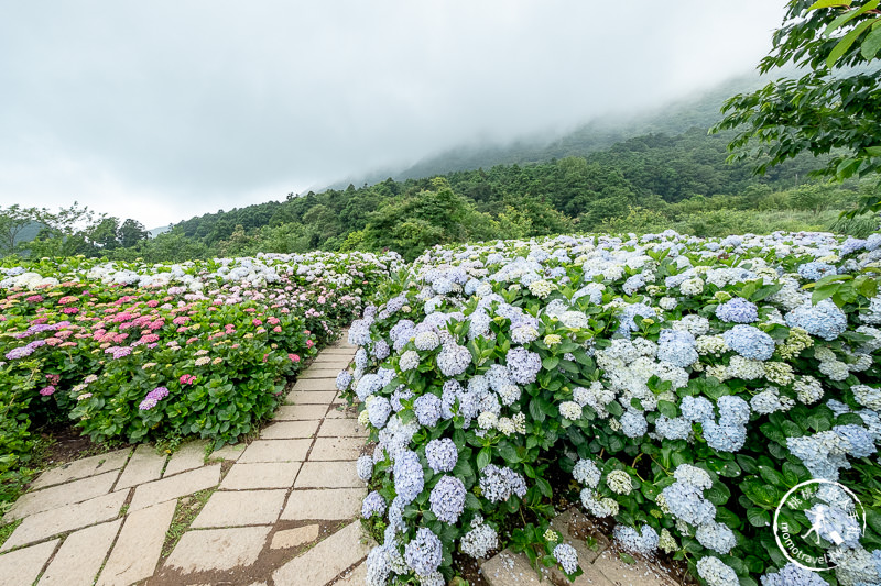 台北繡球花》陽明山竹子湖 花與樹繡球花園│2020最新花況分享