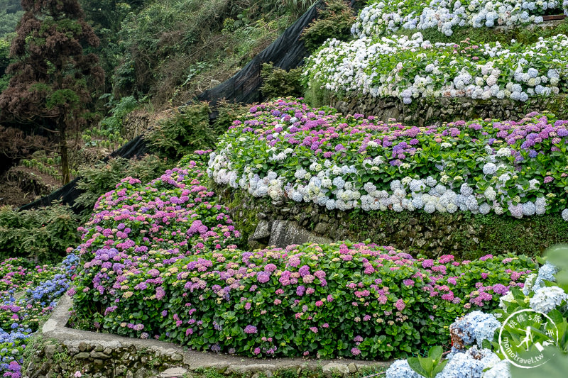 台北繡球花》陽明山竹子湖 大梯田花卉生態農園│2020最新花況分享