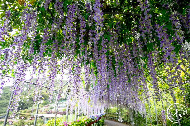 台北繡球花》陽明山竹子湖 大梯田花卉生態農園│2020最新花況分享